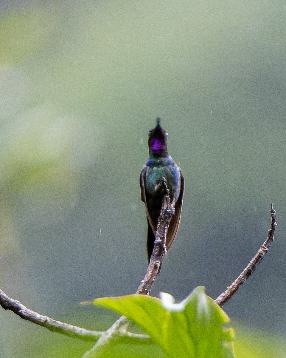 Purple-throated Sunangel - ML624062245