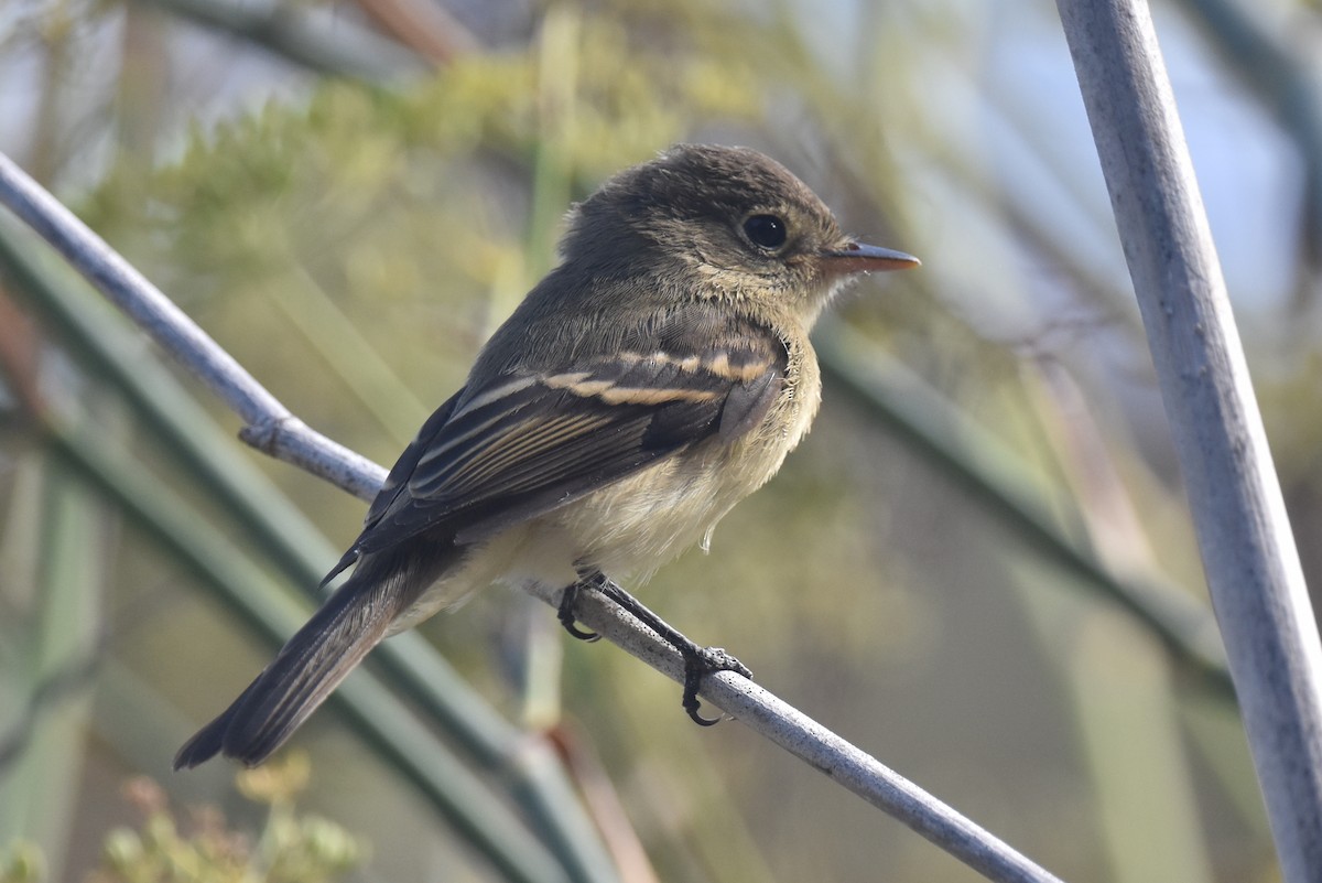 Western Flycatcher - ML624062250