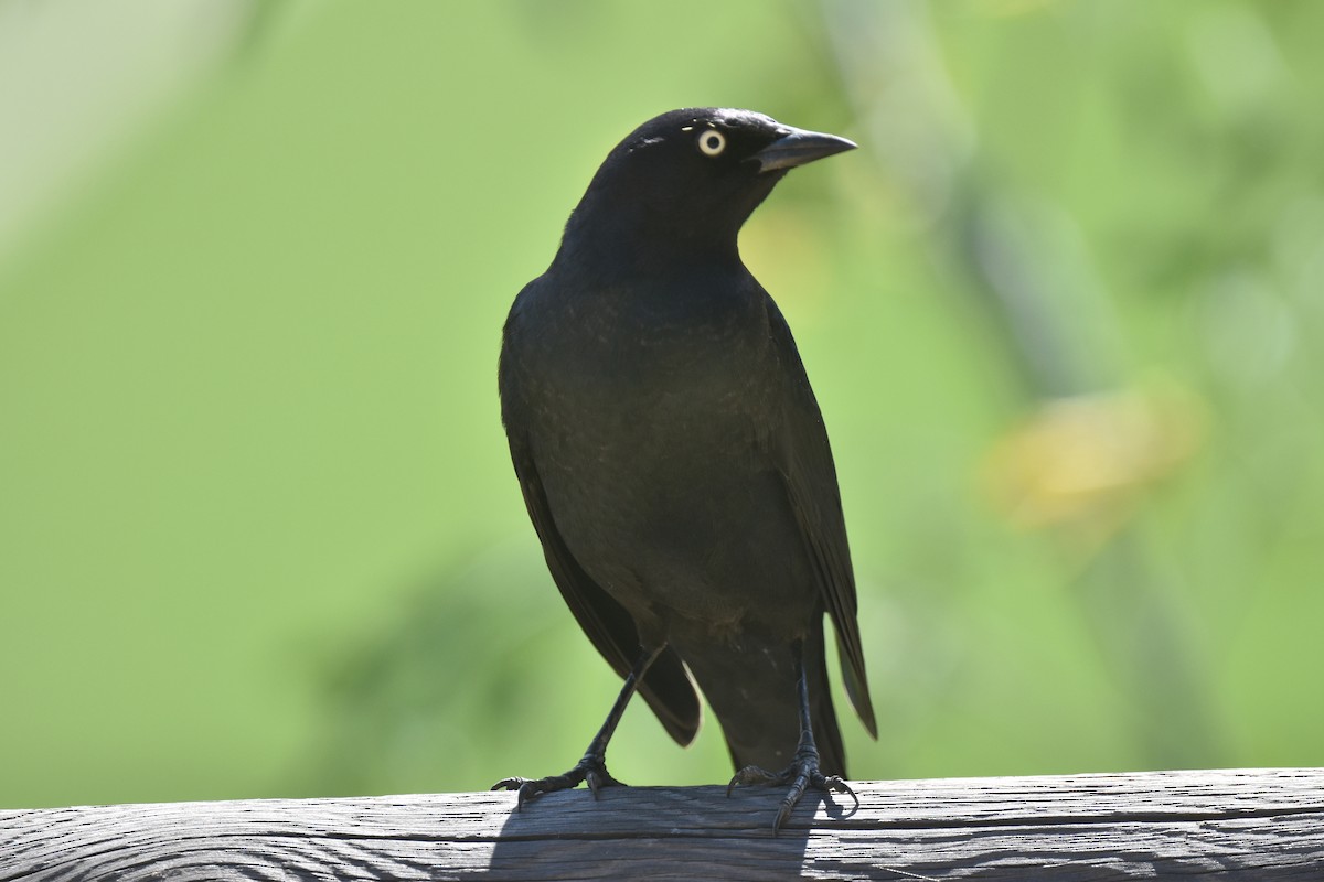 Brewer's Blackbird - ML624062264