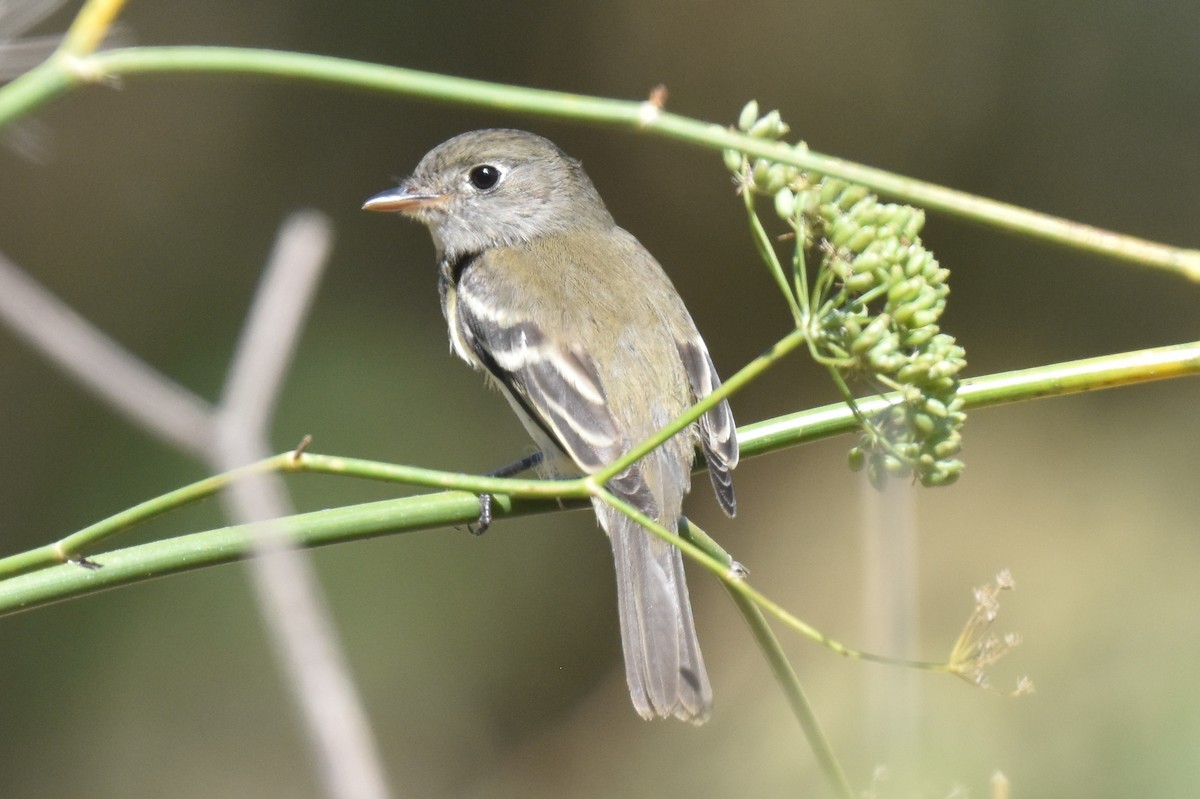 Least Flycatcher - Anonymous