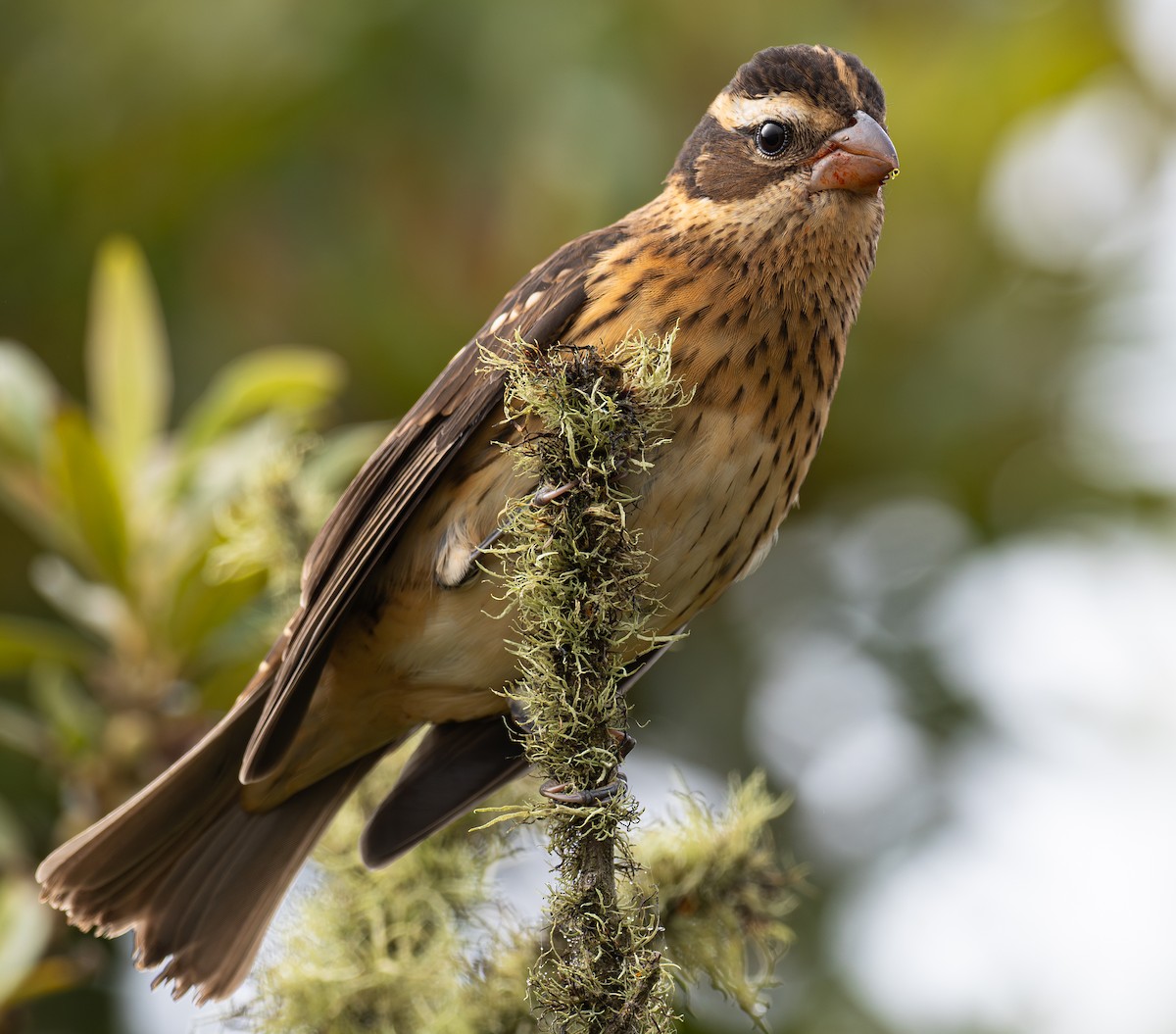 Rose-breasted Grosbeak - ML624062323