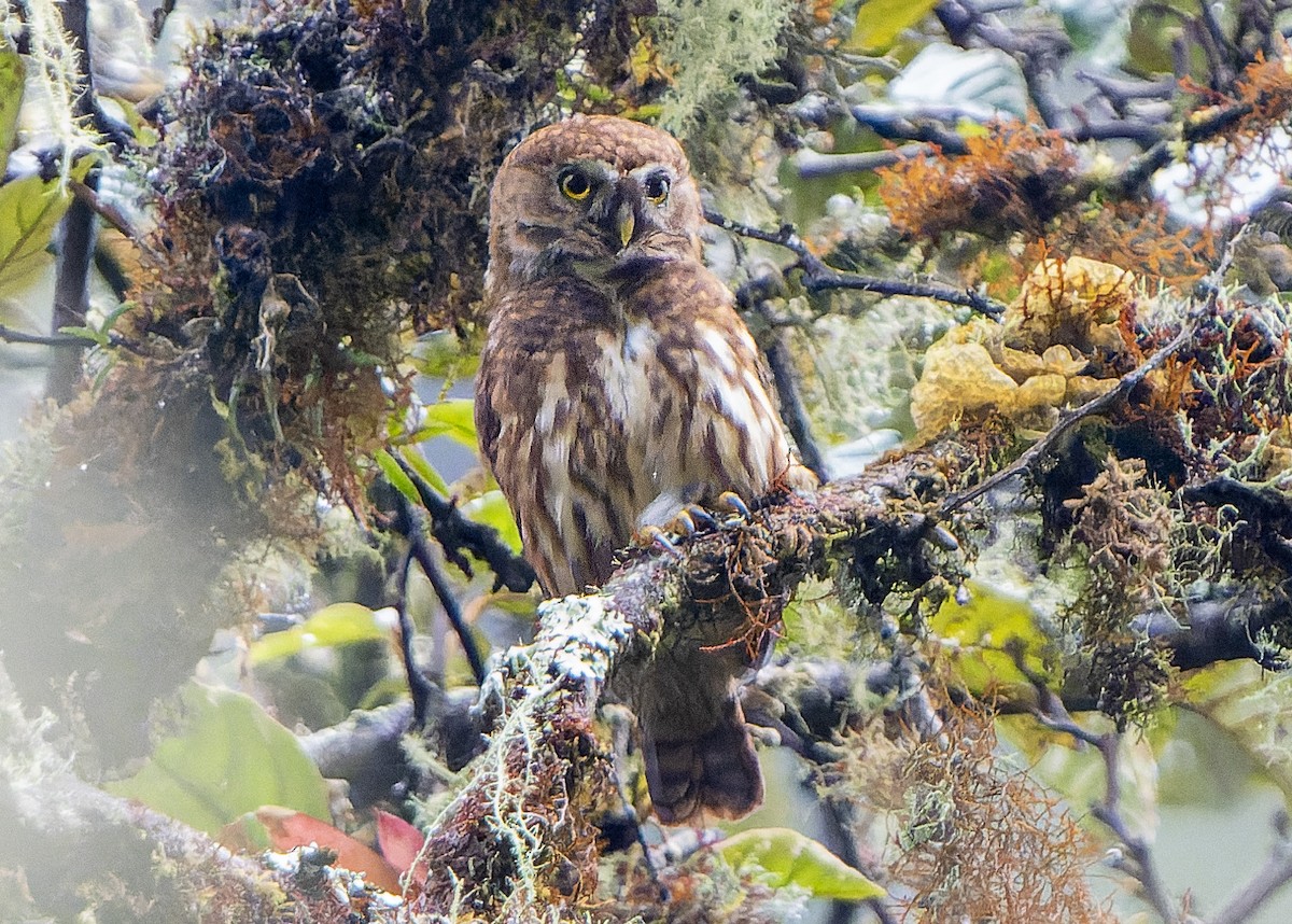 Yungas Pygmy-Owl - ML624062353