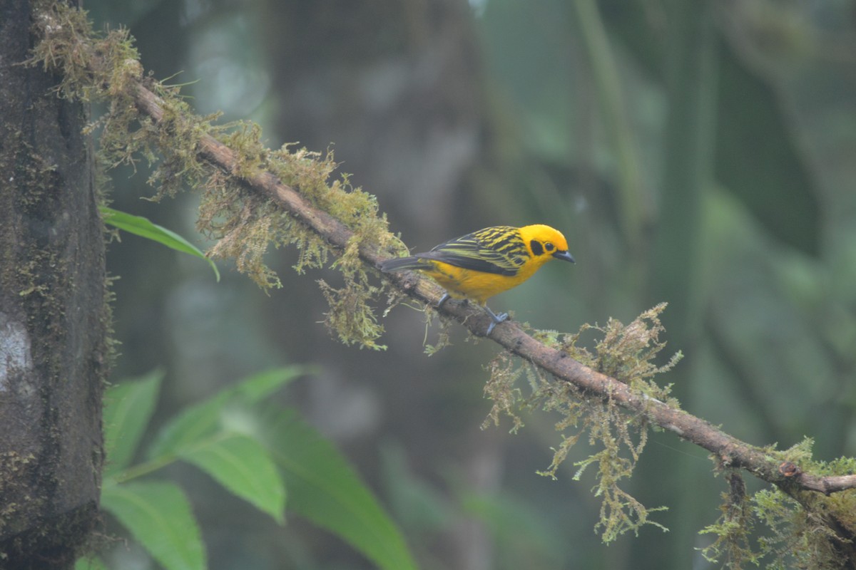 Golden Tanager - ML624062359