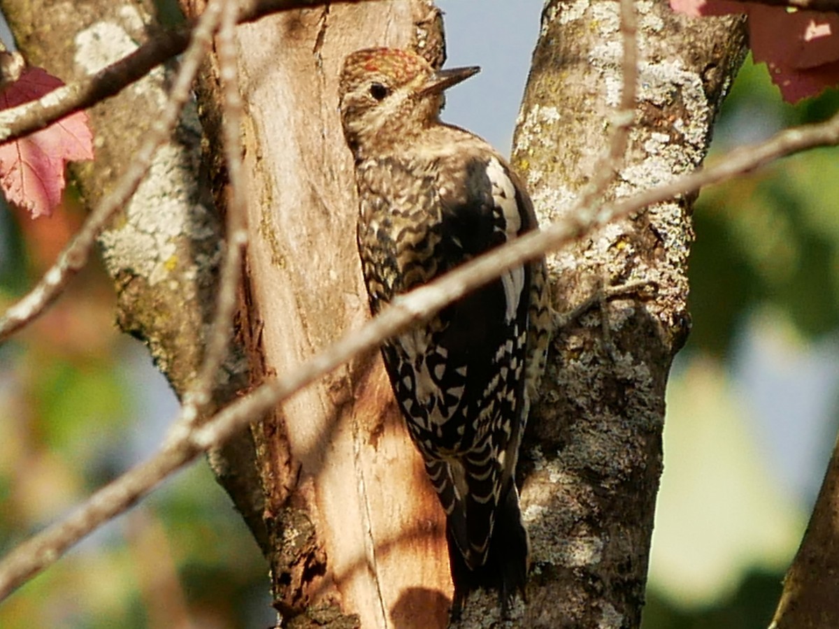 Yellow-bellied Sapsucker - ML624062365