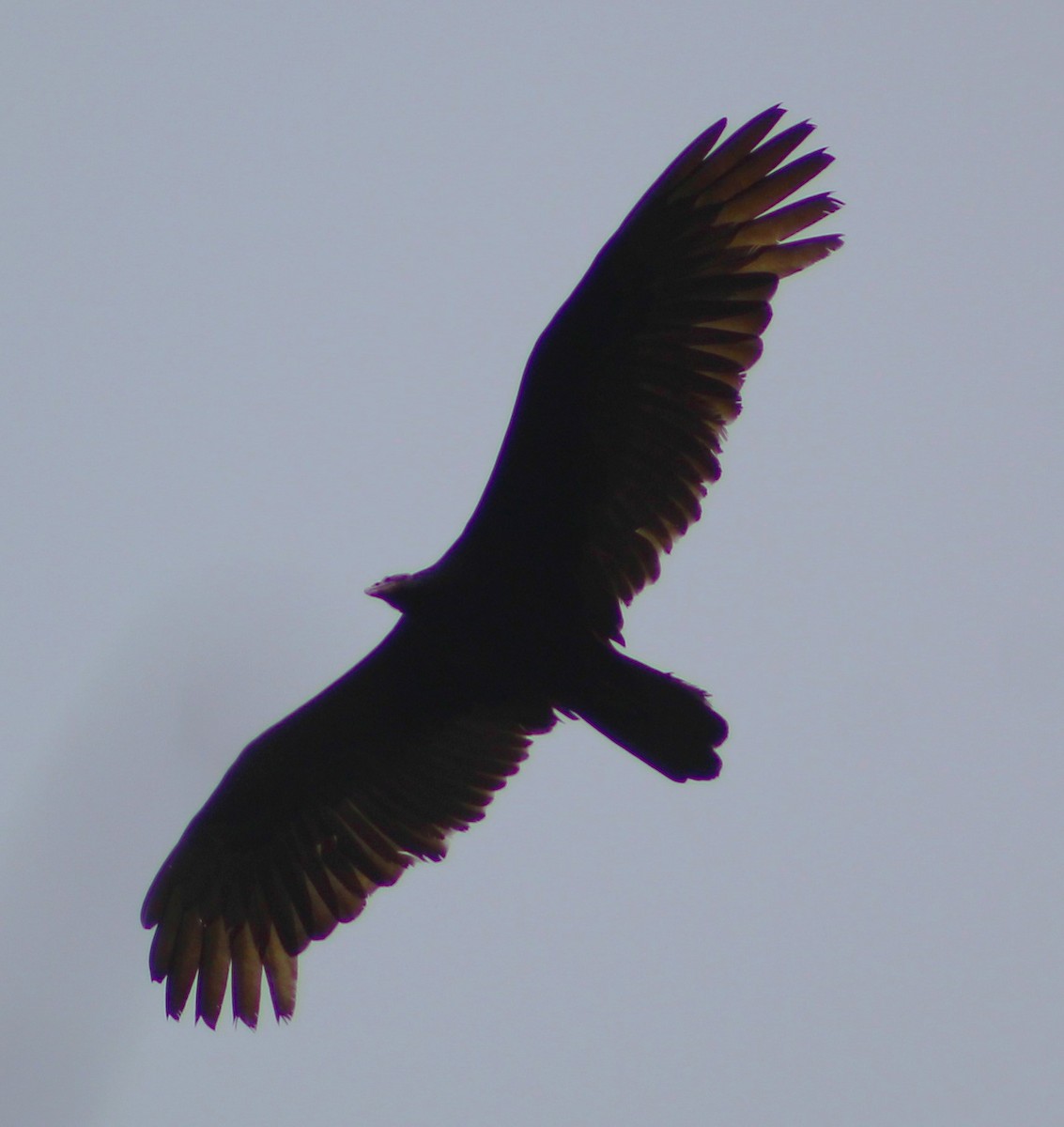 Turkey Vulture - ML624062366