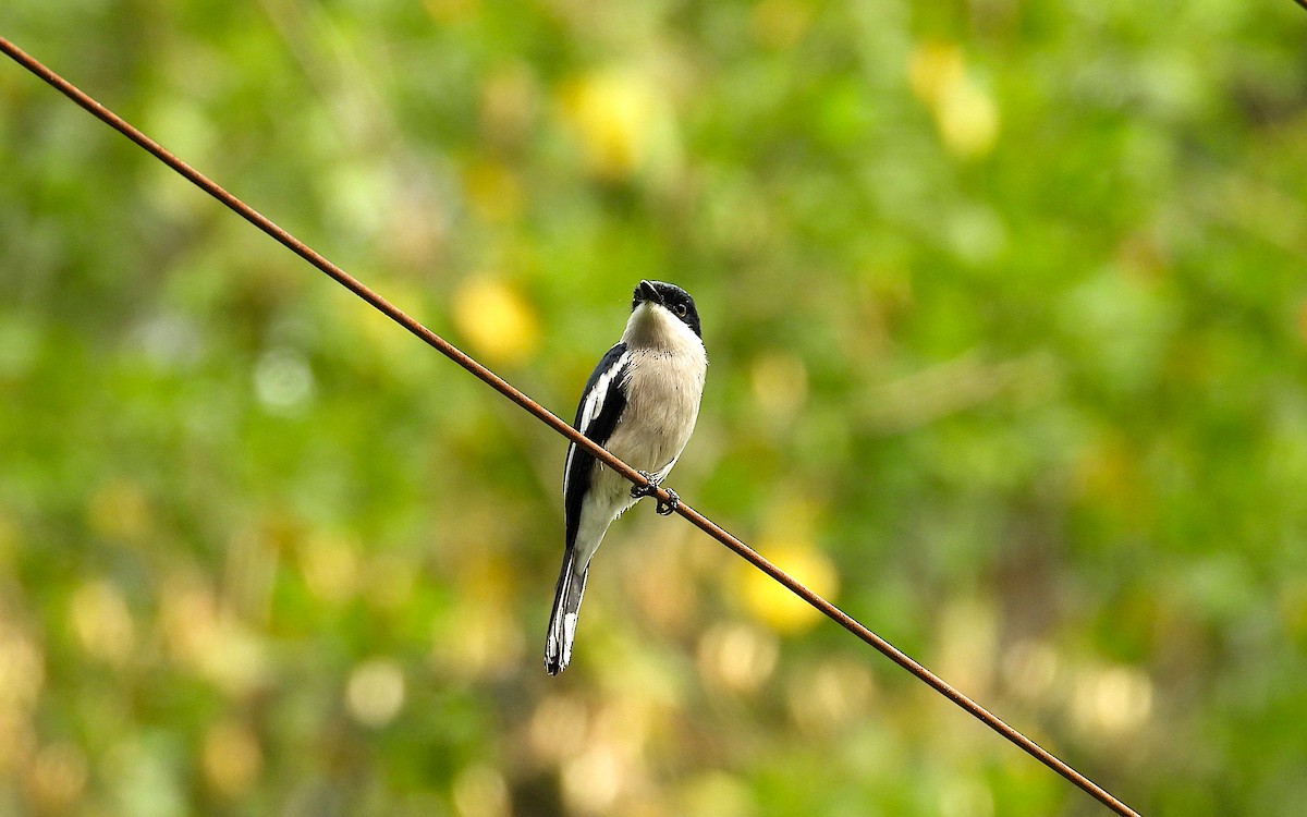 Bar-winged Flycatcher-shrike - ML624062376