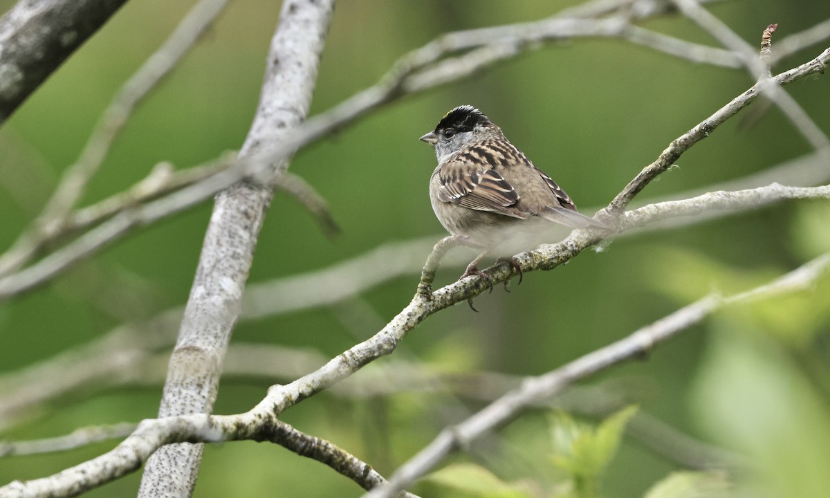 Golden-crowned Sparrow - ML624062385