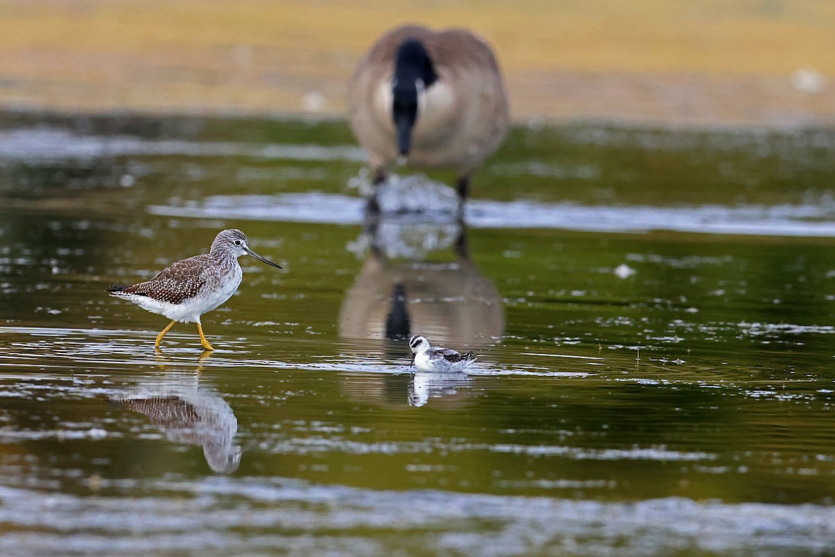 Red-necked Phalarope - ML624062392