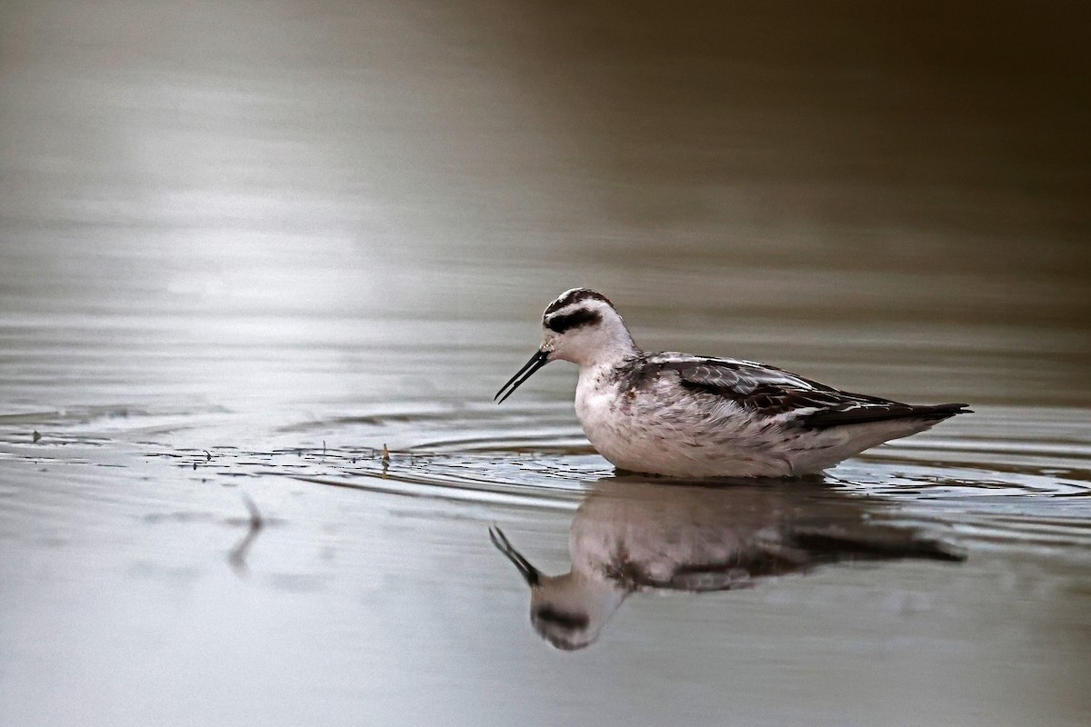 Red-necked Phalarope - ML624062393