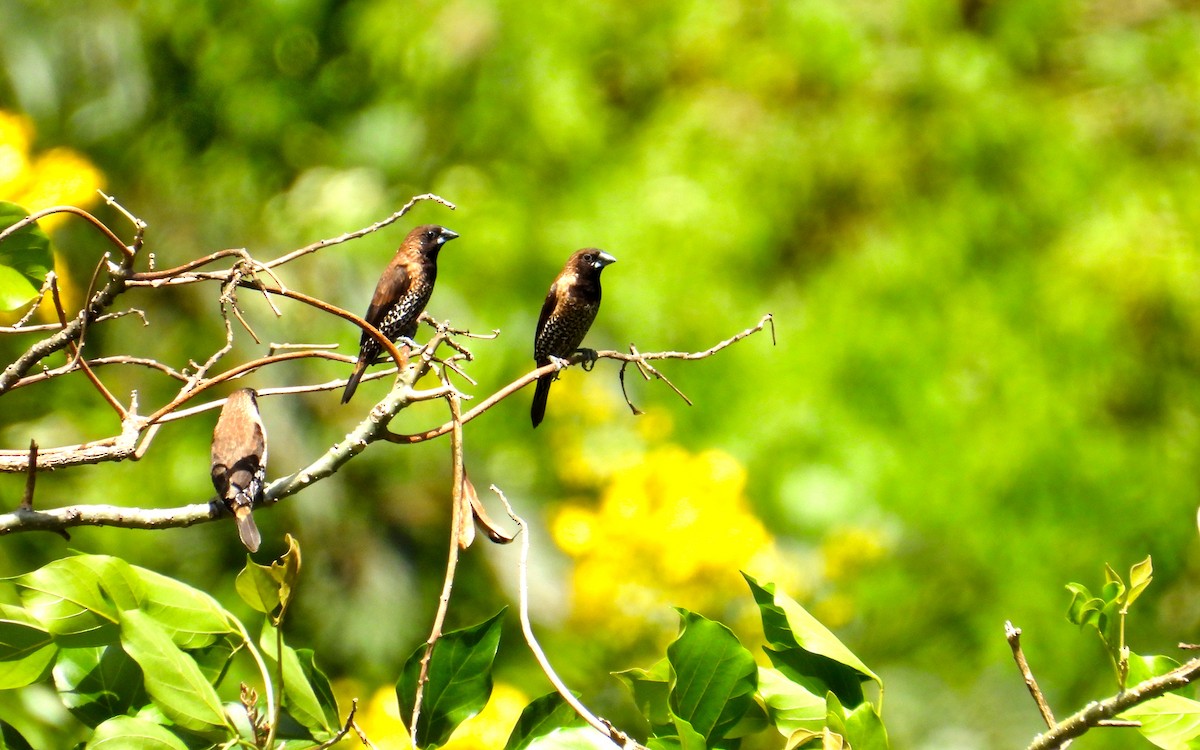 Black-throated Munia - ML624062402