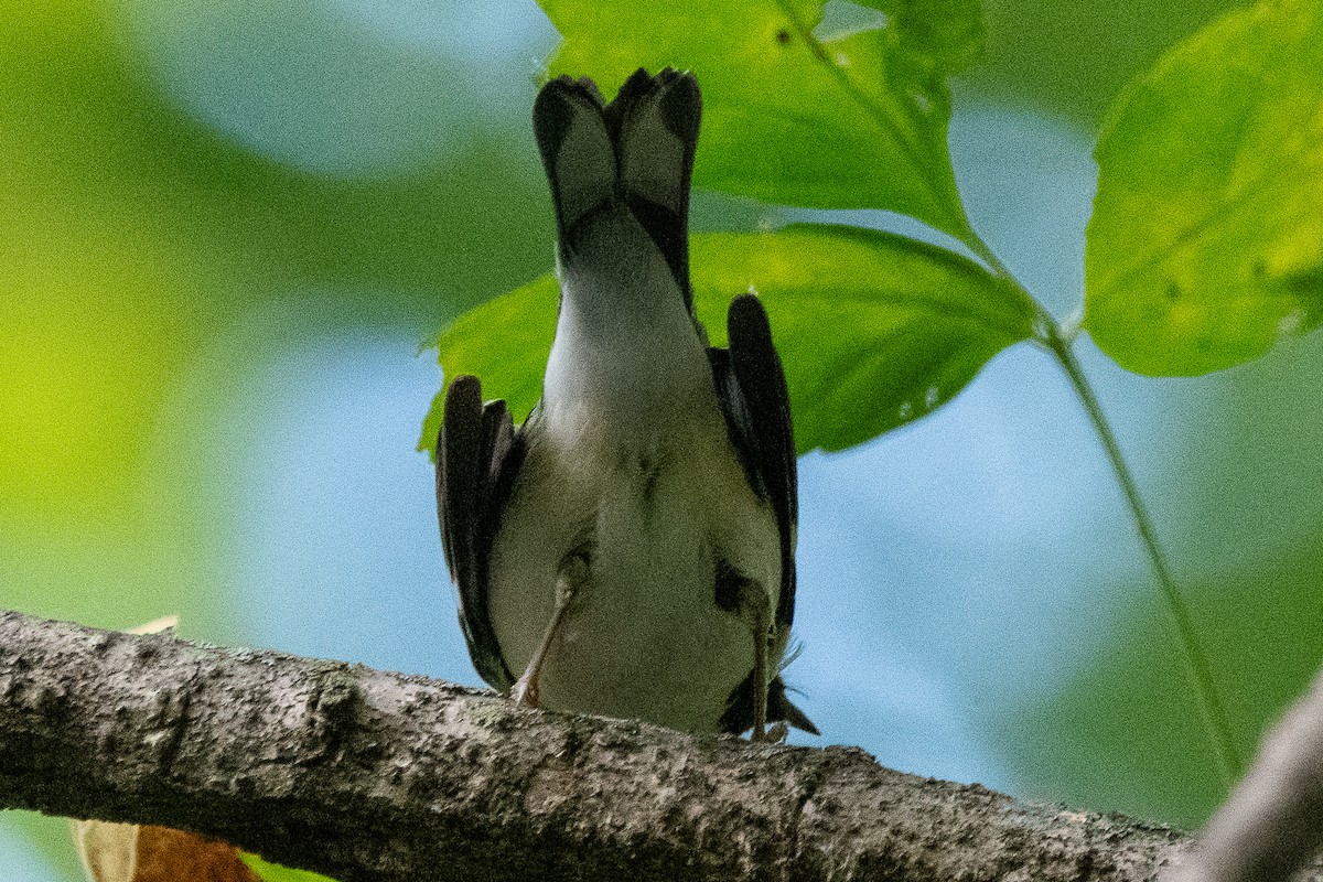 Black-throated Blue Warbler - ML624062404