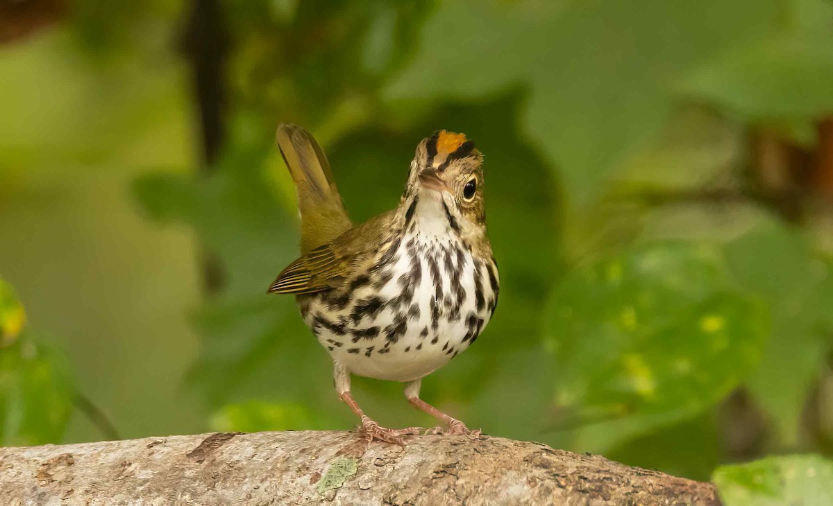 Ovenbird - Iris Kilpatrick