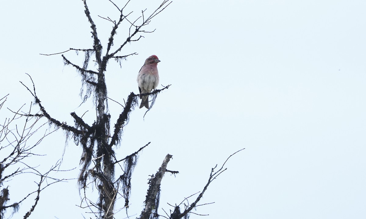 Cassin's Finch - ML624062414