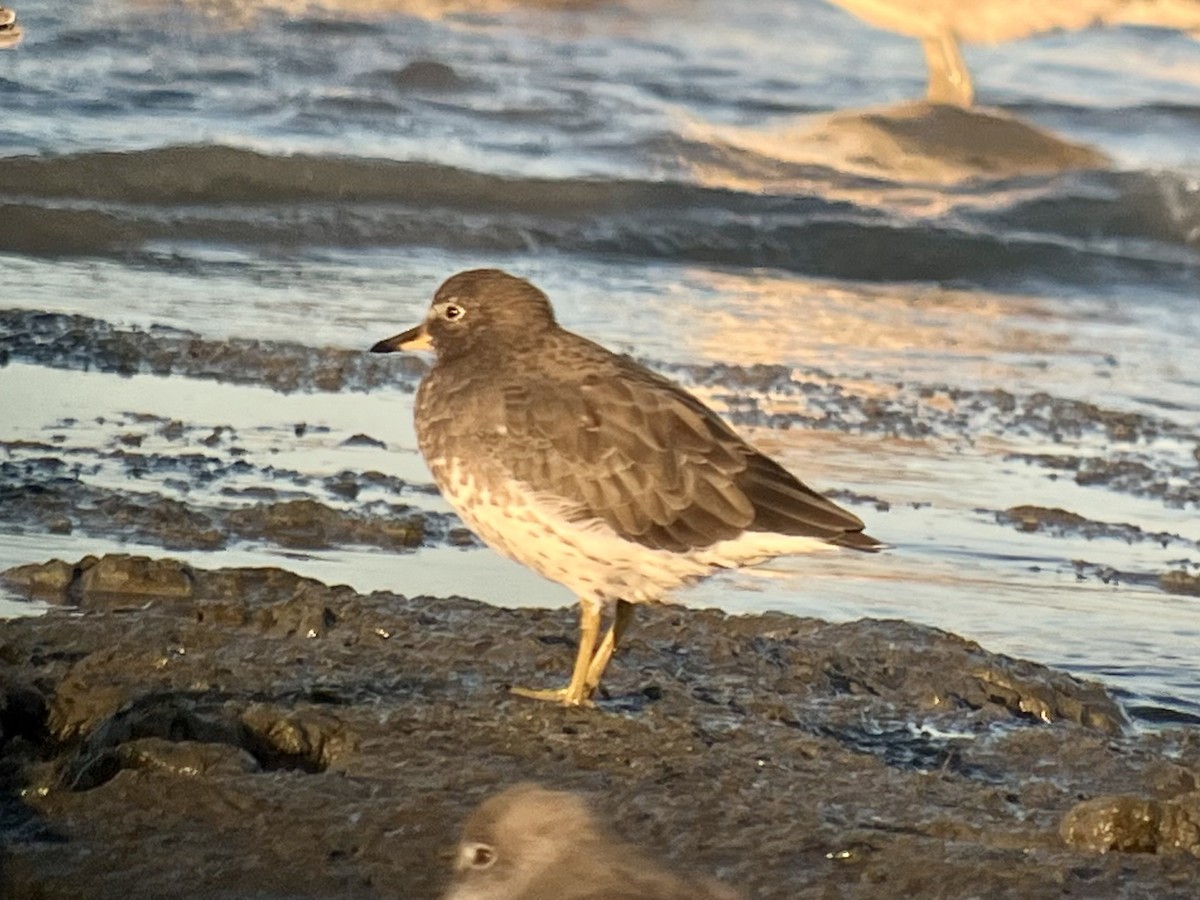 Surfbird - ML624062416