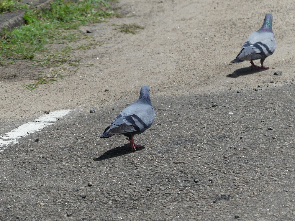 Rock Pigeon - ML624062418