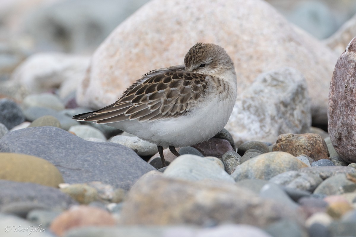 Semipalmated Sandpiper - ML624062419