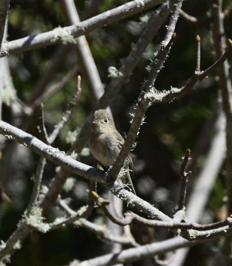 Western Flycatcher - ML624062420