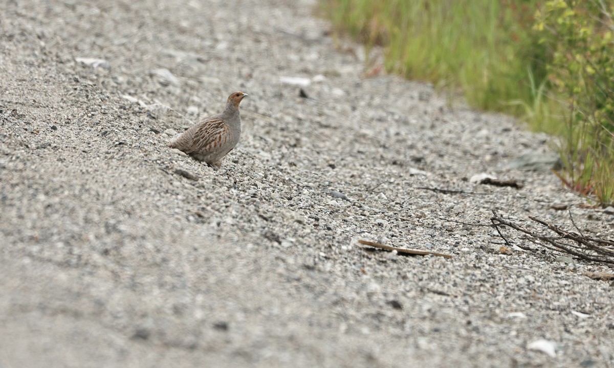 Gray Partridge - ML624062423