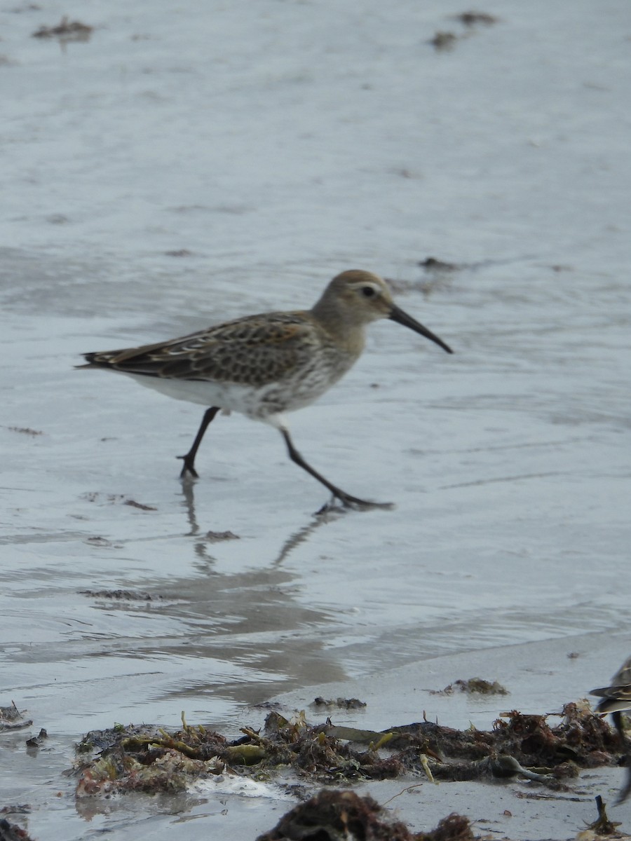 Dunlin - ML624062432