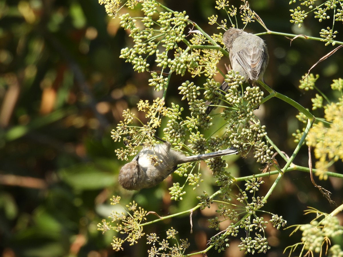 Bushtit - ML624062433