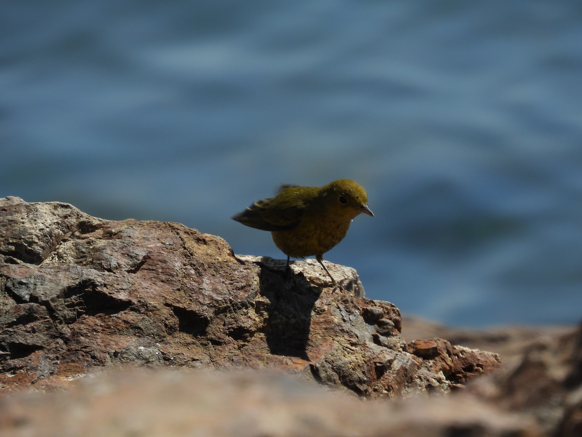 Yellow Warbler - ML624062439