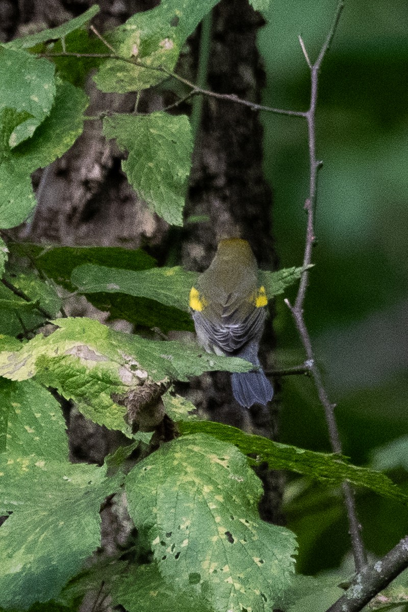 Golden-winged Warbler - ML624062441