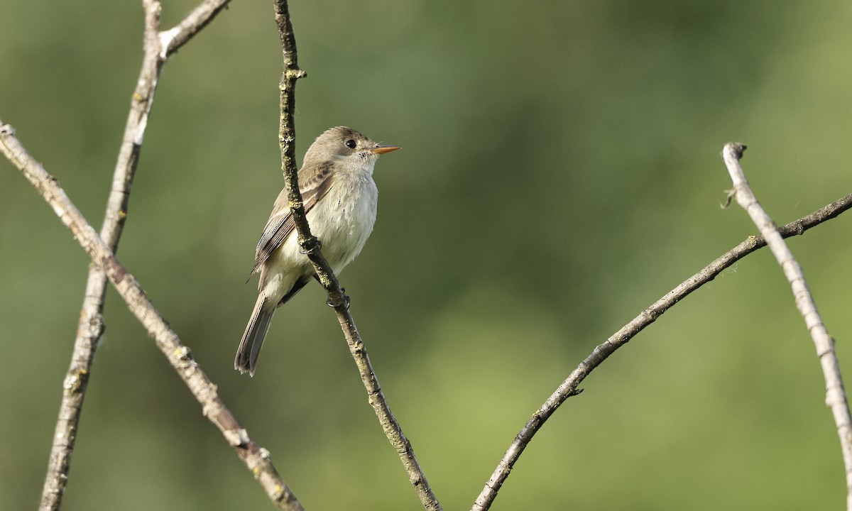 Willow Flycatcher - Evan Larson