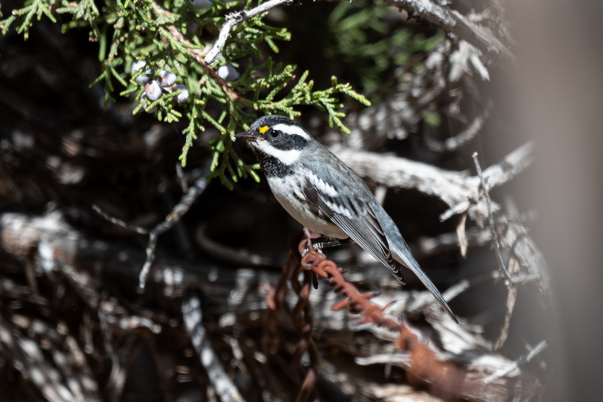 Black-throated Gray Warbler - ML624062460