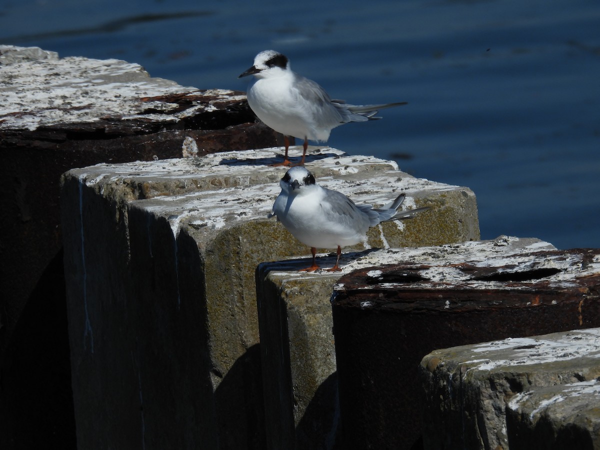 Forster's Tern - ML624062461