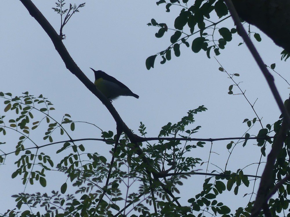 Purple-rumped Sunbird - Jan Richtr