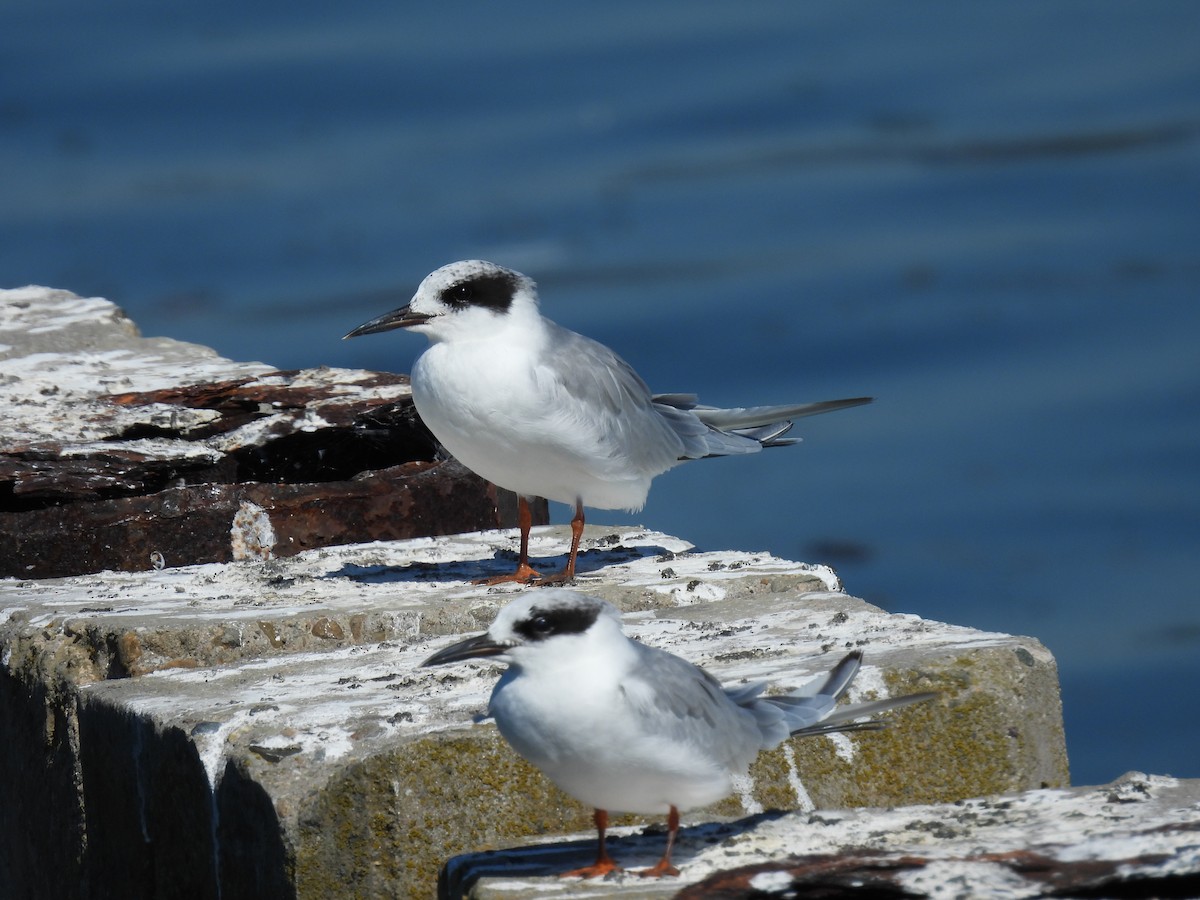 Forster's Tern - ML624062466