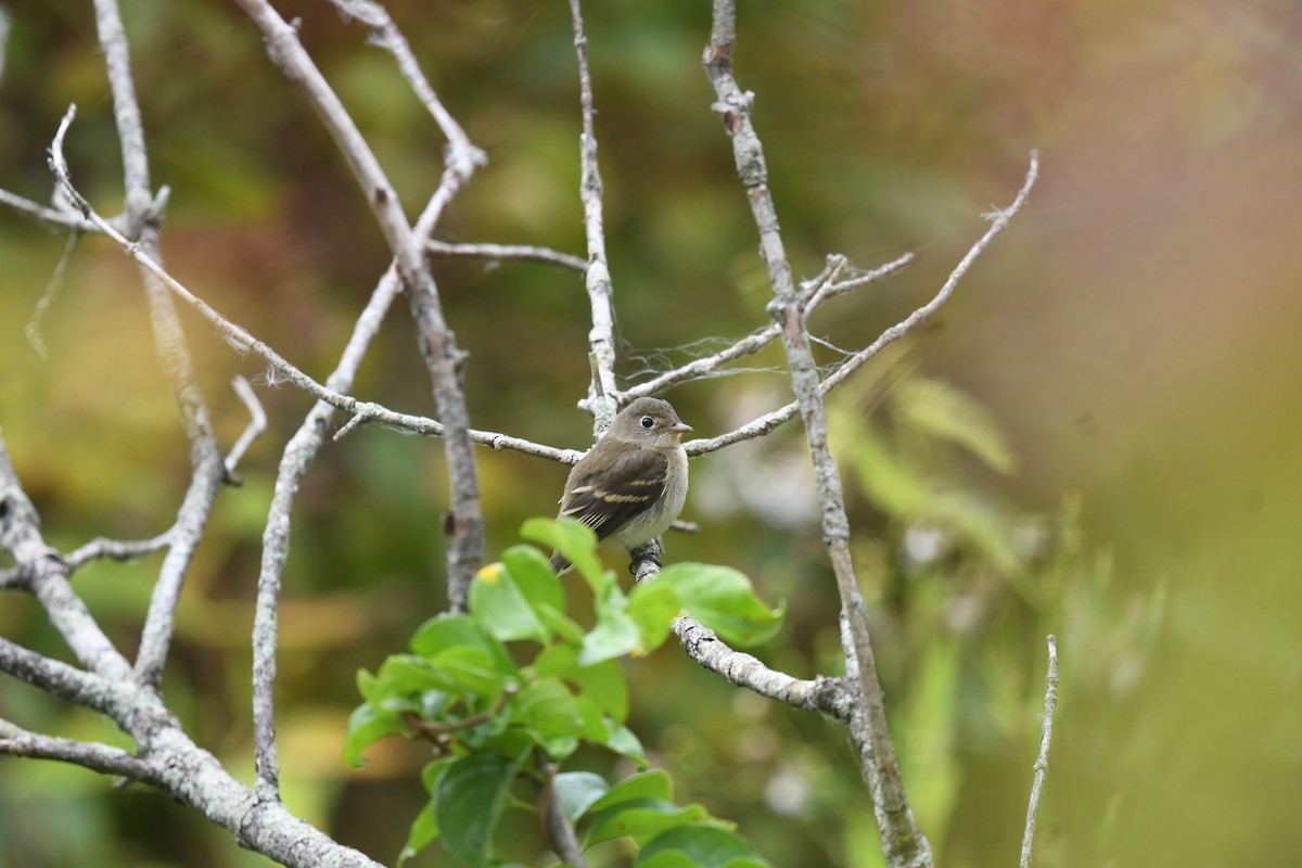 Least Flycatcher - ML624062471