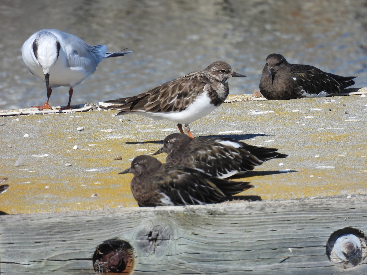 Ruddy Turnstone - Erica Rutherford/ John Colbert