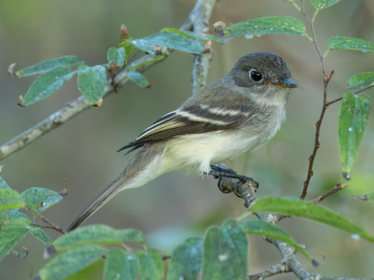 Least Flycatcher - ML624062476