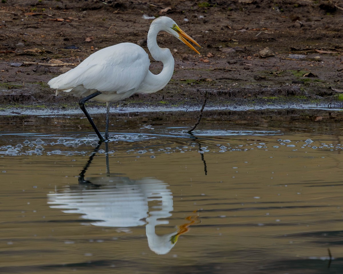 Great Egret - Diane Davies