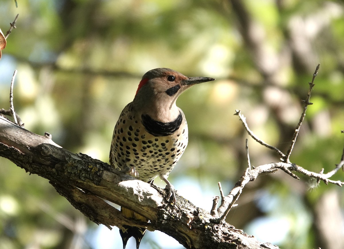 Northern Flicker - ML624062483