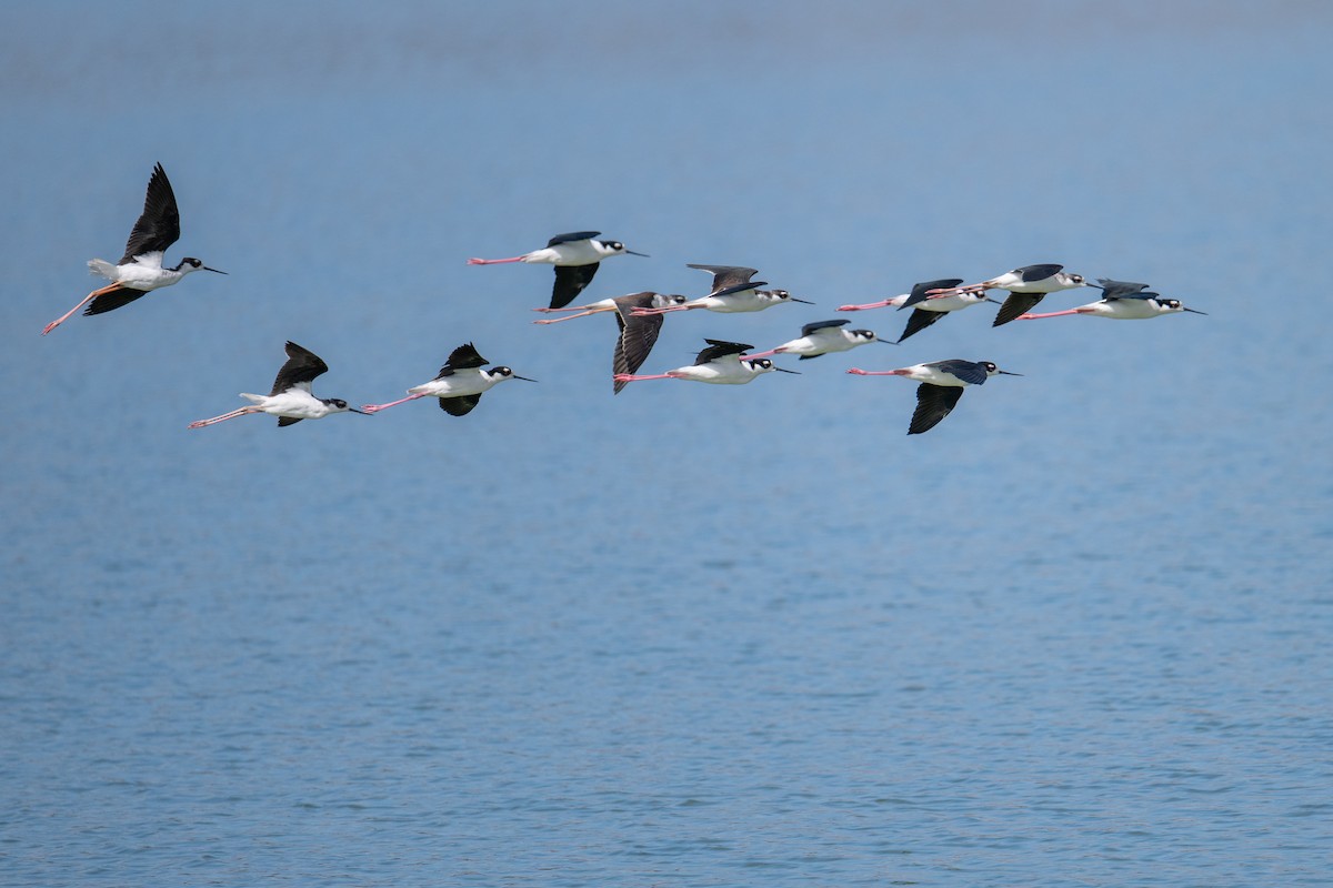 Black-necked Stilt (Black-necked) - ML624062491