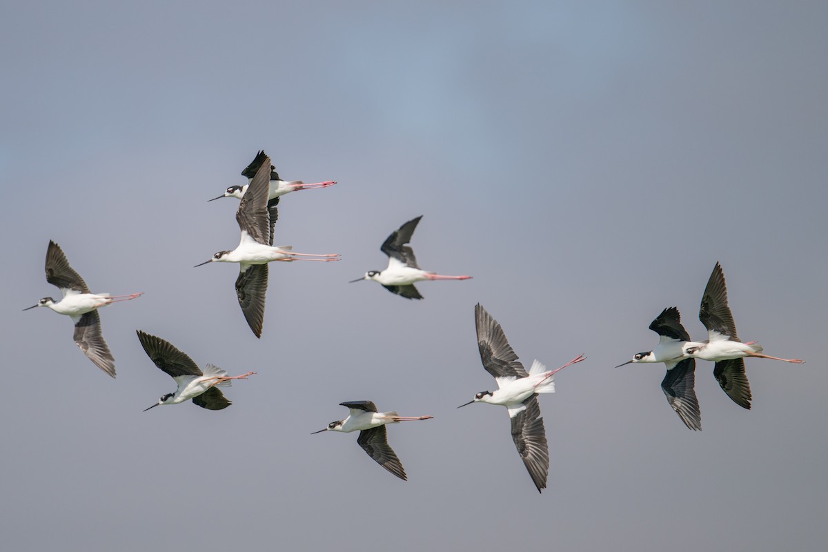 Black-necked Stilt (Black-necked) - ML624062496