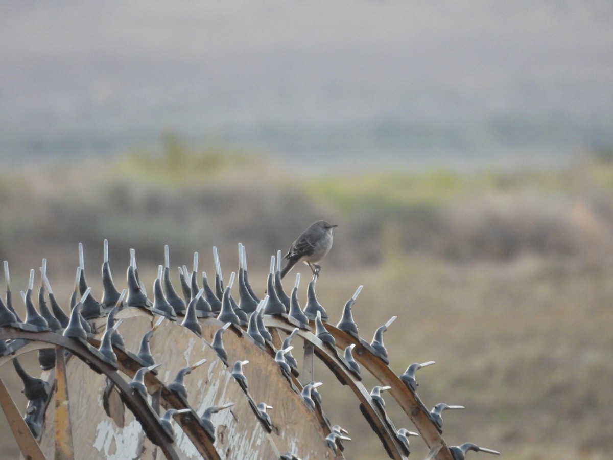 Northern Mockingbird - ML624062511