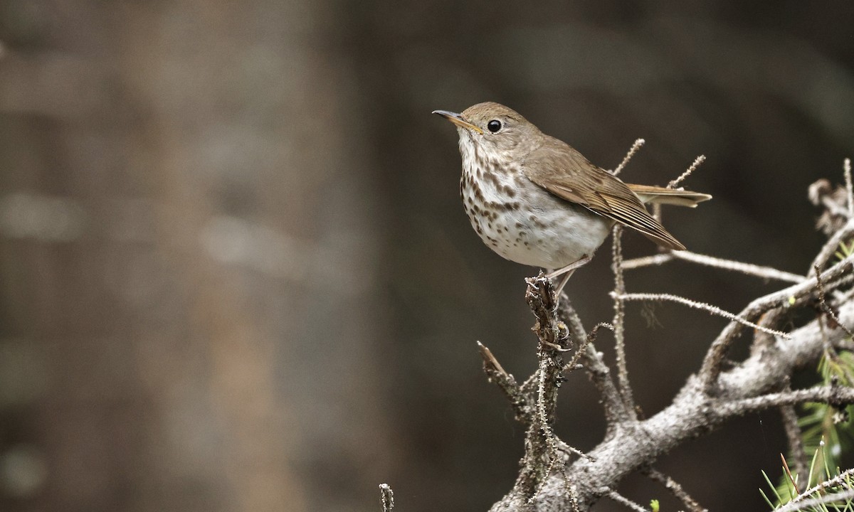 Hermit Thrush - ML624062553