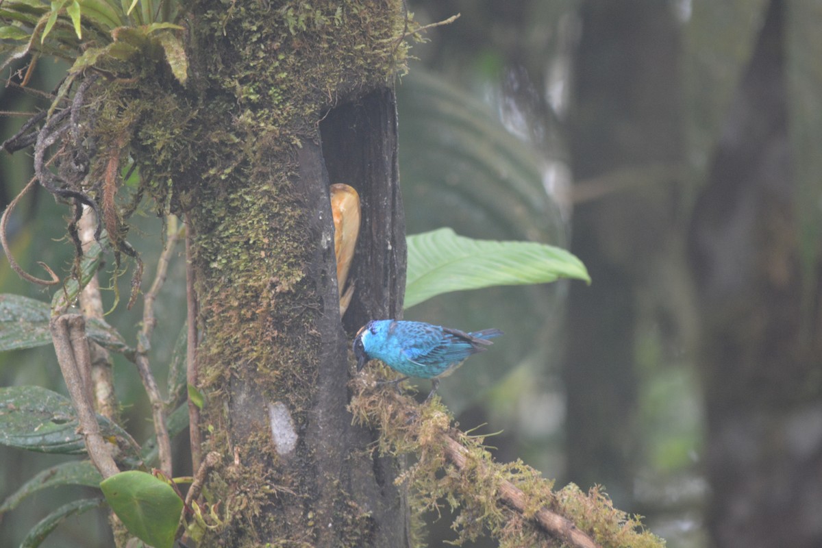 Golden-naped Tanager - ML624062566