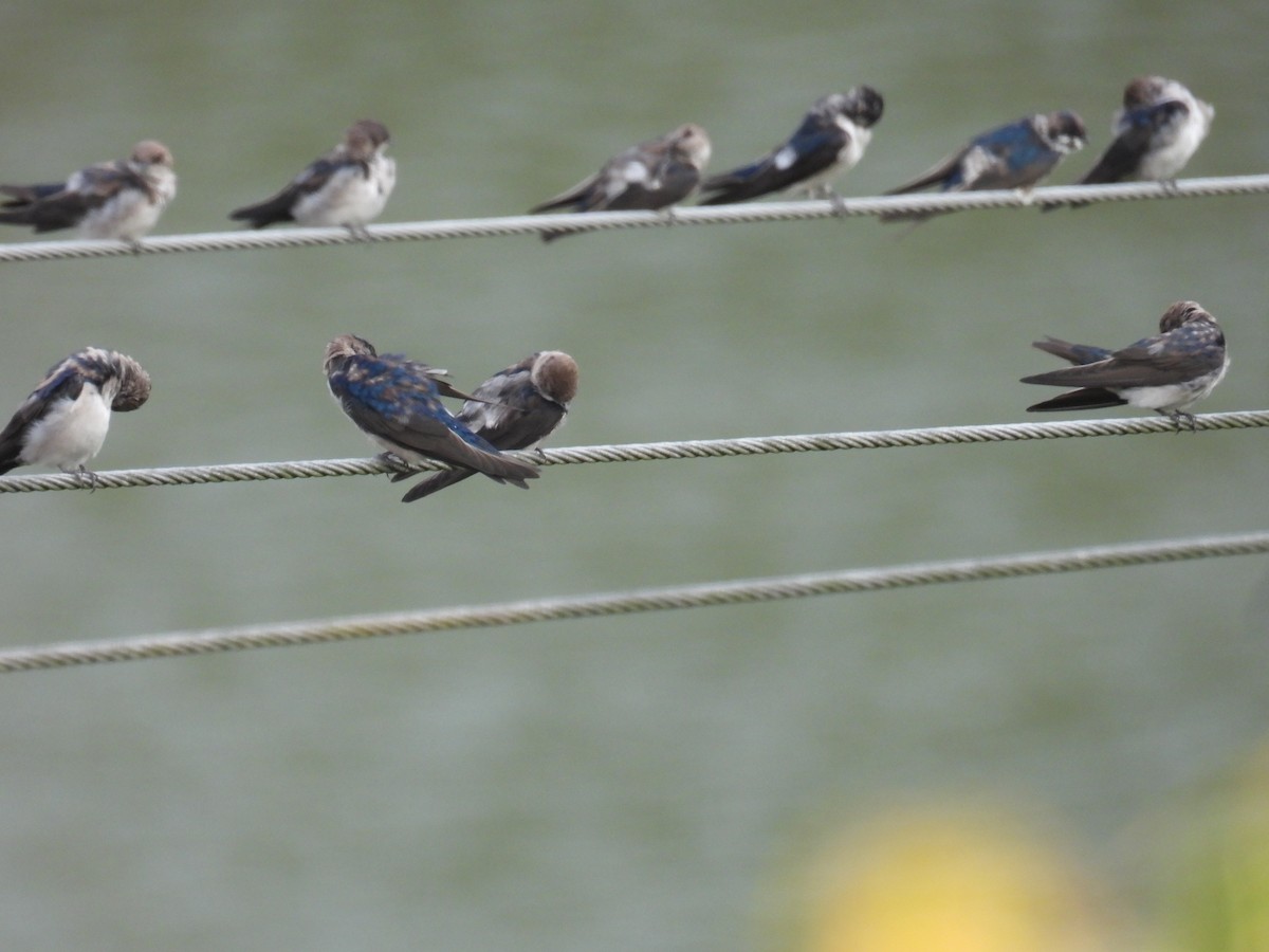 Blue-and-white Swallow - ML624062573