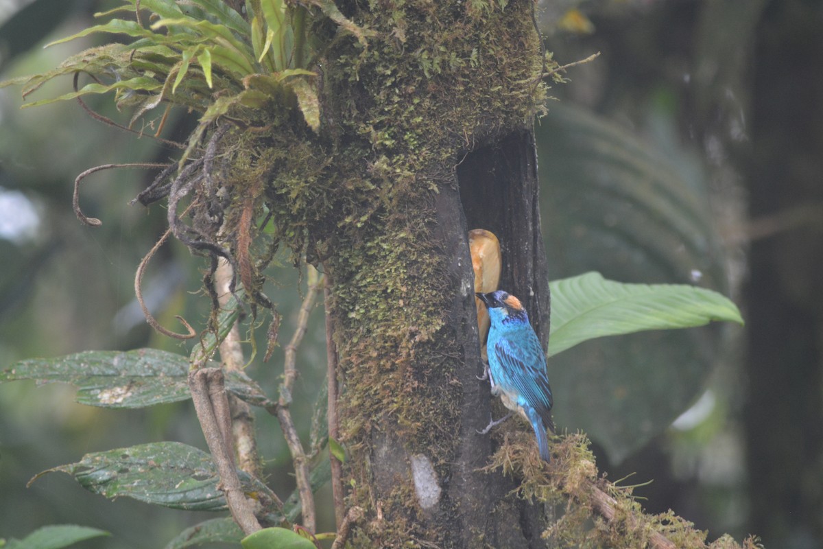 Golden-naped Tanager - ML624062577