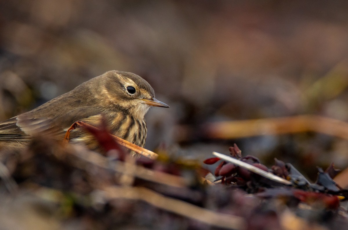 American Pipit - Laurent Bédard