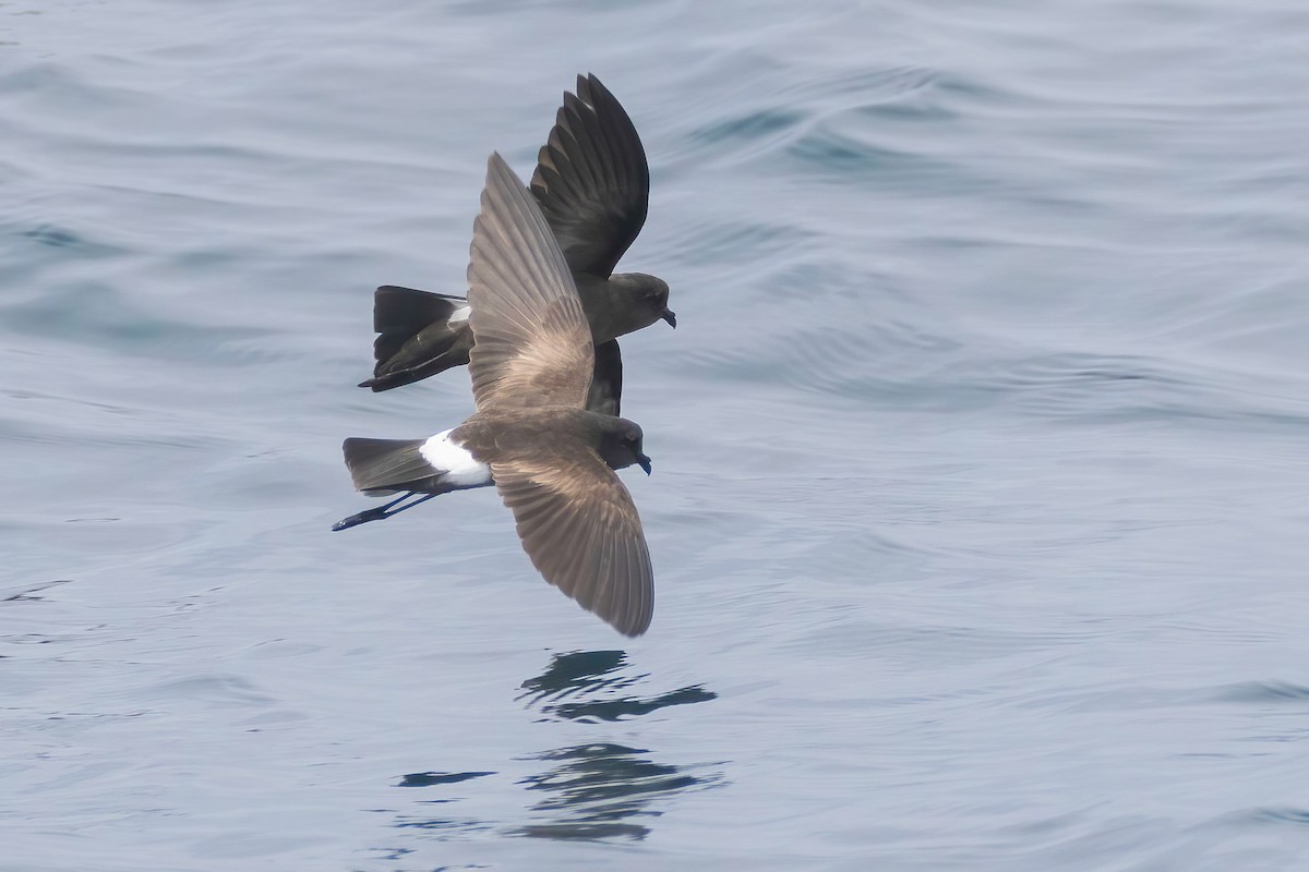 Elliot's Storm-Petrel - ML624062592