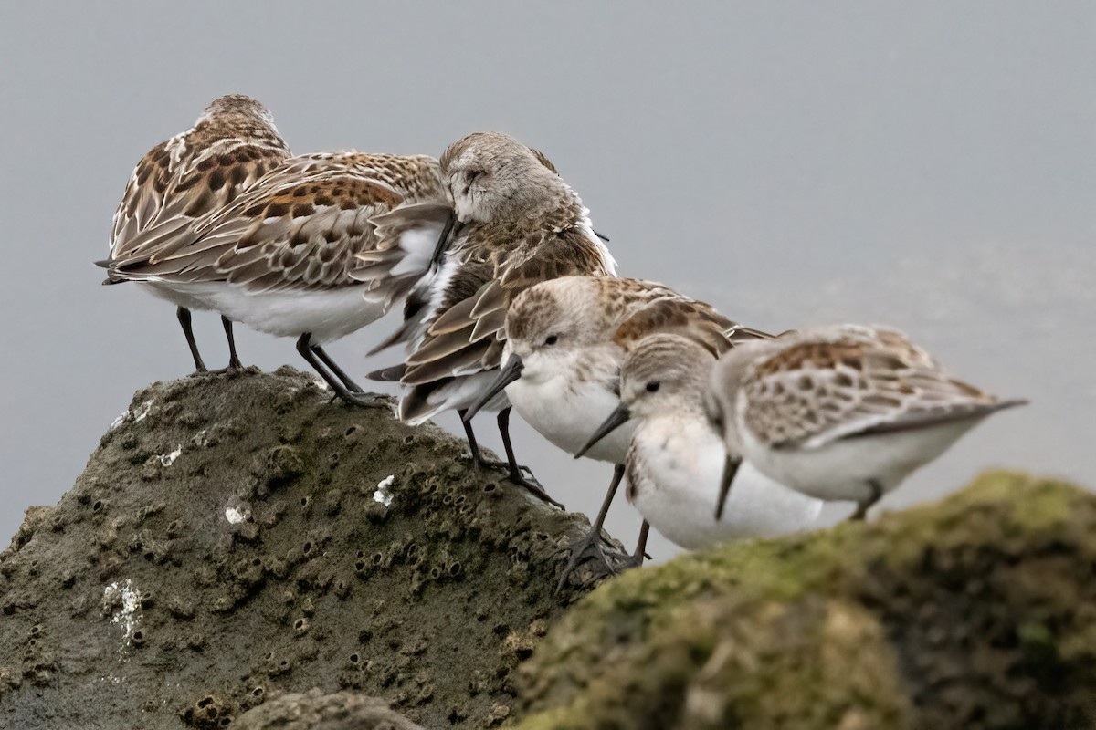 Western Sandpiper - ML624062600