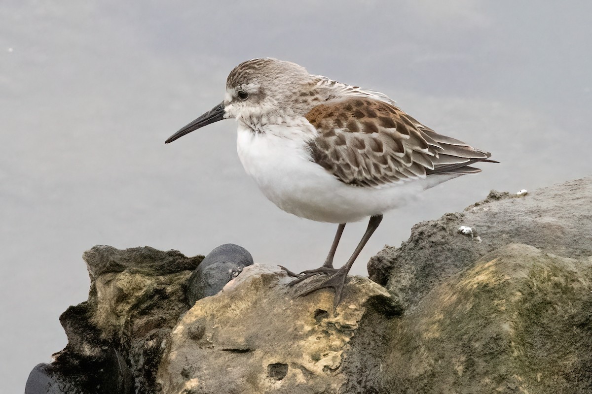 Western Sandpiper - ML624062604