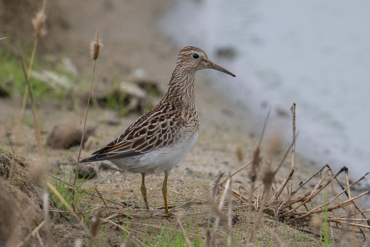 Pectoral Sandpiper - ML624062615