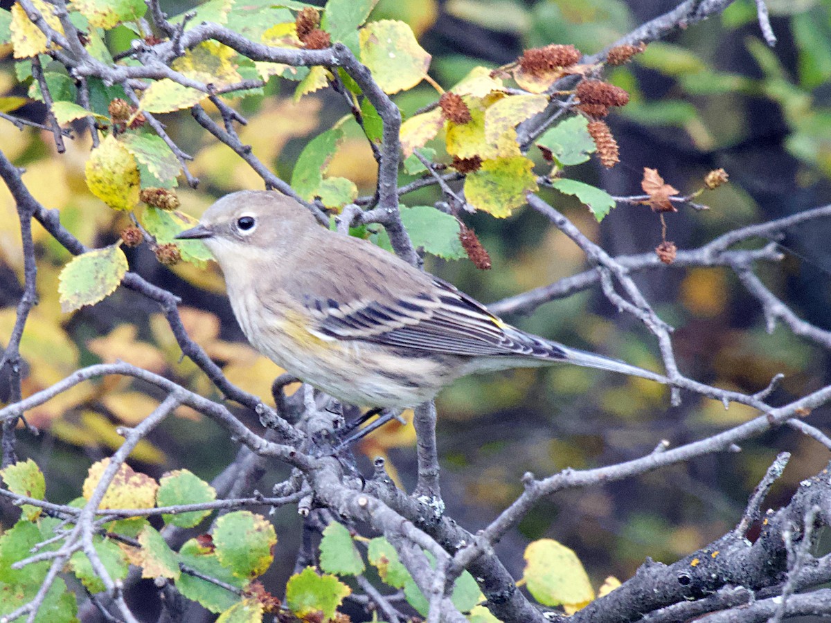 Reinita Coronada (coronata) - ML624062618