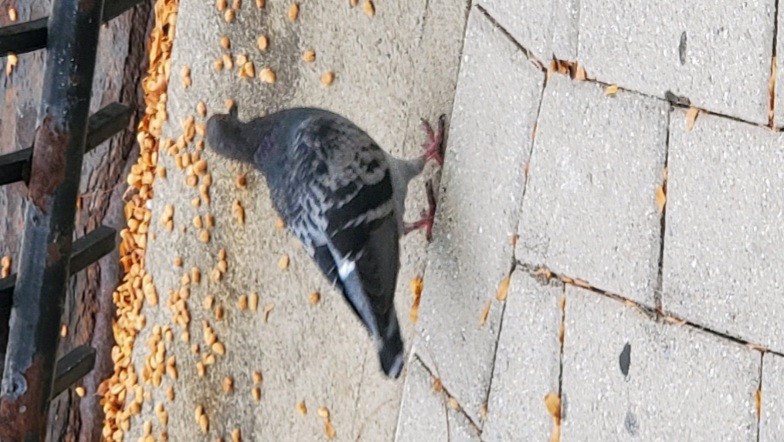 Red-bellied Woodpecker - ML624062633